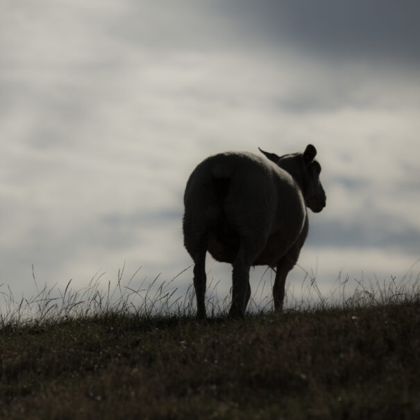 Schwarzes Schaf